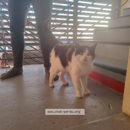 Photo 1/1 Chat trouvé Trouvé à Chateau thebaud