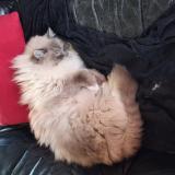 Photo de chat perdu à Quincy Voisins