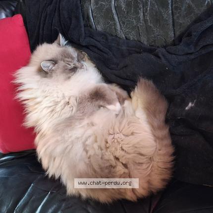 Photo 1/1 Haut Brion Chat perdu à Quincy voisins