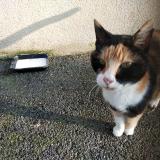 Photo de chat trouvé à Saint Hilaire Du Bois