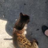 Photo de chat trouvé à Sete