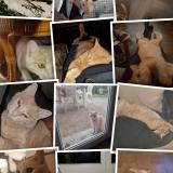 Photo de chat perdu à Portet Sur Garonne