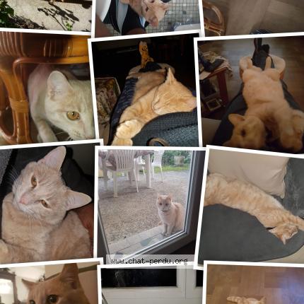 Photo 1/1 Rocky Chat perdu à Portet sur garonne