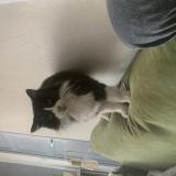 Photo de chat perdu à Royan