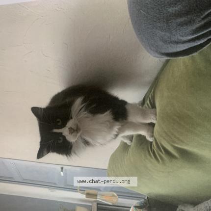 Photo 1/1 Moustache Chat perdu à Royan