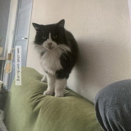 Photo 1/1 Moustache Chat perdu à Royan