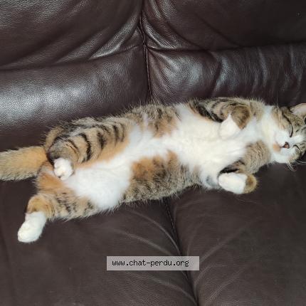 Photo 1/1 Plume Chat perdu à Gragnague