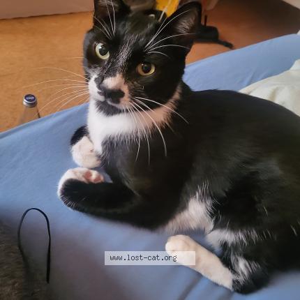 Photo 1/1 Lazarus Chat perdu à Ruthen