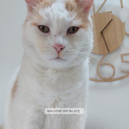 Photo 1/1 Solo Chat perdu à Merignac