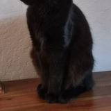 Photo de chat perdu à Le Beausset