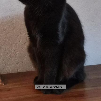 Photo 1/1 Minue Chat perdu à Le beausset