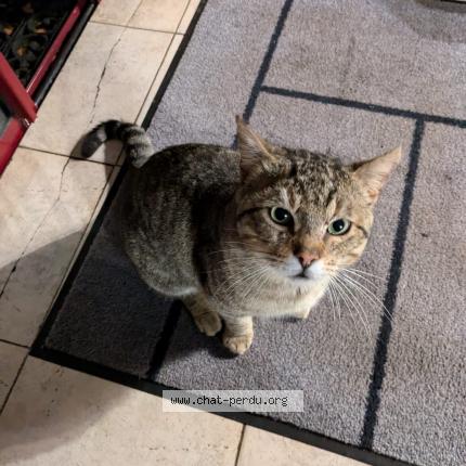 Photo 1/1 Chat trouvé Trouvé à Toulouse