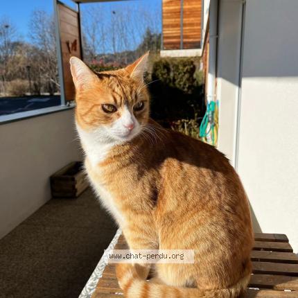 Photo 1/1 Caramel Chat perdu à Gap