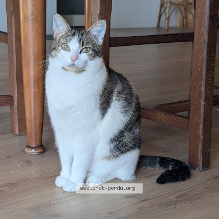 Photo 1/1 bouille Chat perdu à Nantes