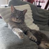 Photo de chat perdu à Tampon