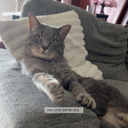 Photo 1/1 Kyubi Chat perdu à Tampon