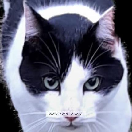 Photo 1/1 Neko Chat perdu à Alvignac