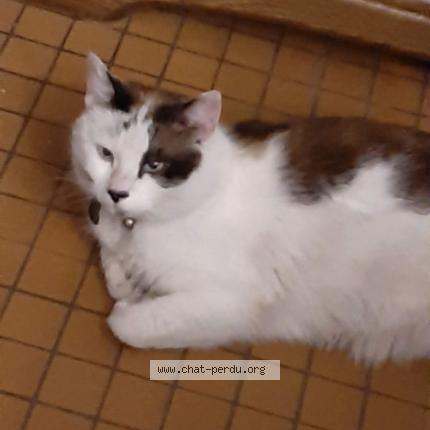 Photo 1/1 nougat Chat perdu à Somain