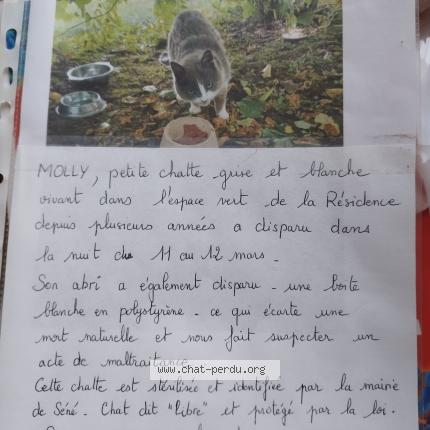 Photo 1/1 Molly Chat perdu à Sene