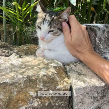 Photo 1/1 Toby Chat perdu à Saint barthelemy