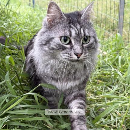 Photo 1/1 Zia Chat perdu à Lunel