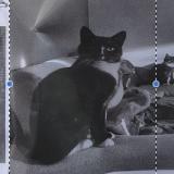 Photo de chat perdu à Limal