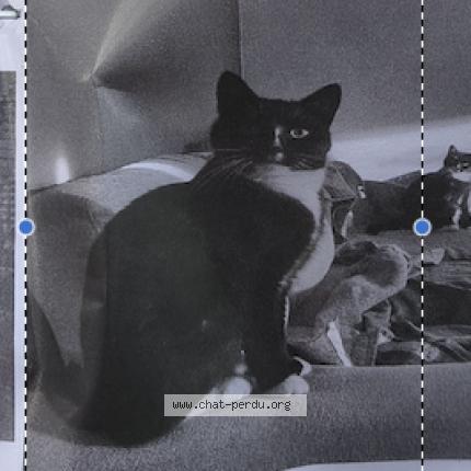 Photo 1/1 Hercule Chat perdu à Limal