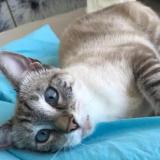 Photo de chat perdu à Saint Barthelemy