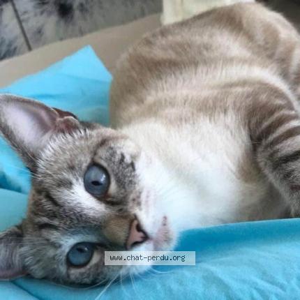 Photo 1/1 Minette Chat perdu à Saint barthelemy