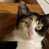 Photo de chat perdu à Saint Barthelemy