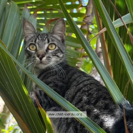 Photo 1/1 Bengous Chat perdu à Saint Barthelemy