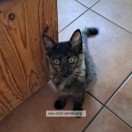 Photo 1/1 Ifahem Chat perdu à Saint barthelemy