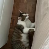 Photo de chat perdu à Bouzille