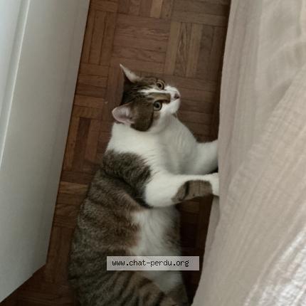 Photo 1/1 Guapo Chat perdu à Bouzille