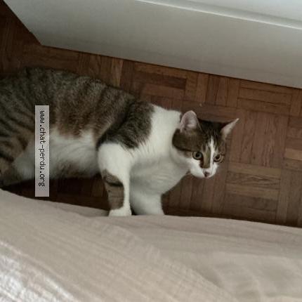 Photo 1/1 Guapo Chat perdu à Bouzille