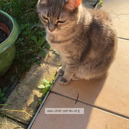 Photo 1/2 Chipie Chat perdu à Chassieu