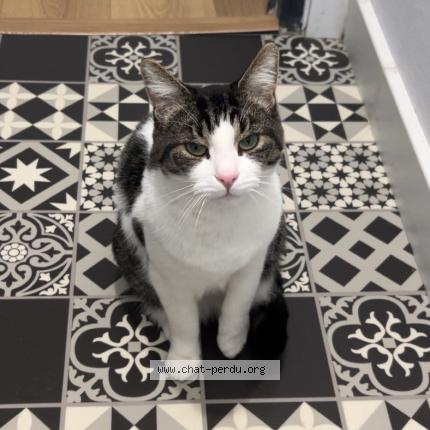 Photo 1/1 Simba Chat perdu à Haisnes