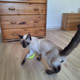 Photo de chat trouvé à Savasse