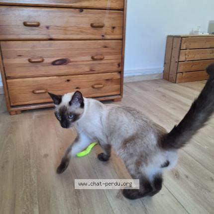 Photo 1/1 Chat trouvé Trouvé à Savasse