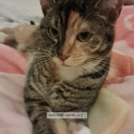 Photo 1/1 Z&iuml;a Chat perdu à St julien en born