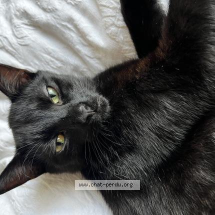 Photo 1/1 Hades Chat perdu à La madeleine