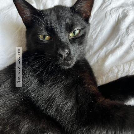 Photo 1/1 Hades Chat perdu à La madeleine