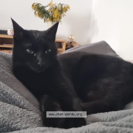 Photo 1/1 Barbecute Chat perdu à Le revest les eaux