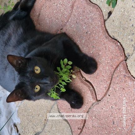 Photo 1/1 MOCCA Chat perdu à Cormeilles en parisis