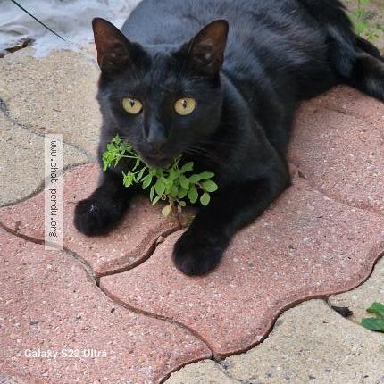 Photo 1/1 MOCCA Chat perdu à Cormeilles en parisis