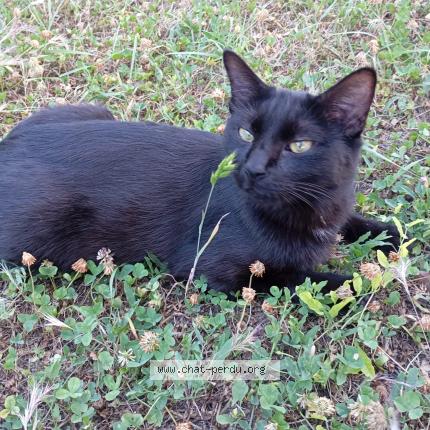 Photo 1/1 Bagherra Chat perdu à L isle d abeau