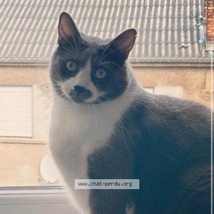 Photo 1/1 Pumba Chat perdu à Fameck