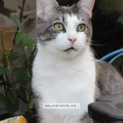 Photo 1/1 cravate Chat perdu à Rennes