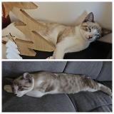 Photo de chat perdu à Saint Barthelemy