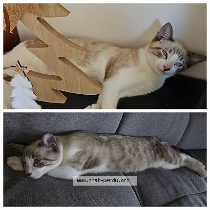 Photo 1/1 Michi Chat perdu à Saint barthelemy